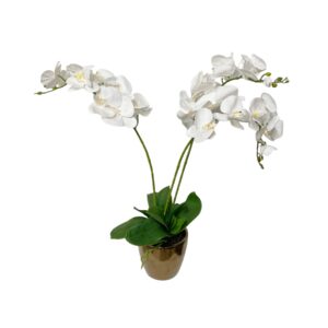 Orhidee potis (3oksa;h55cm)