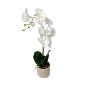 Orhidee potis (1oks; h35cm)